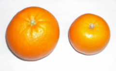 ネーブルオレンジのサイズ比較