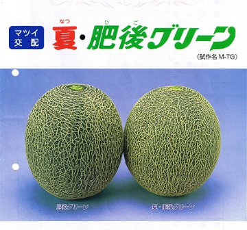 肥後グリーンメロン｜熊本の果物｜まぼろしの果実．ＣＯＭ｜甘いメロン